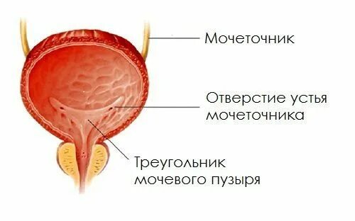 Строение стенки мочевого пузыря. Устье правого мочеточника. Мочевой пузырь уретра анатомия. Функции мочеточника анатомия. Строение мочеточников и мочевого пузыря.