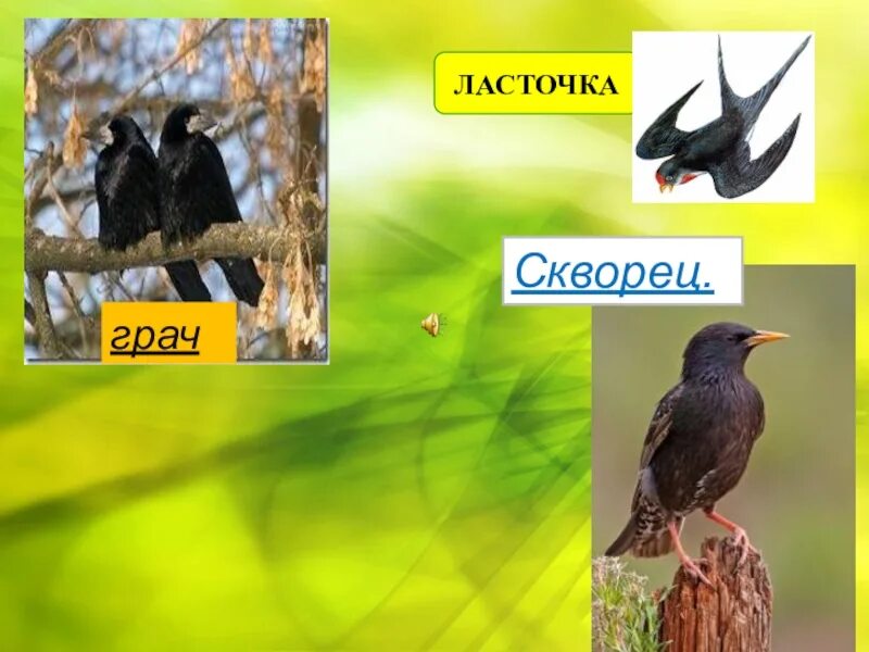 Грач и ласточка. Грач скворец ласточка. ласточковый скворец. грач и ласточка птицы.