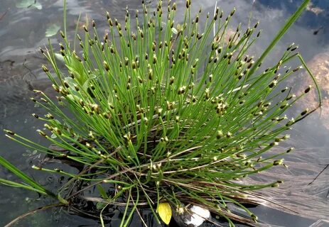 Plantarium