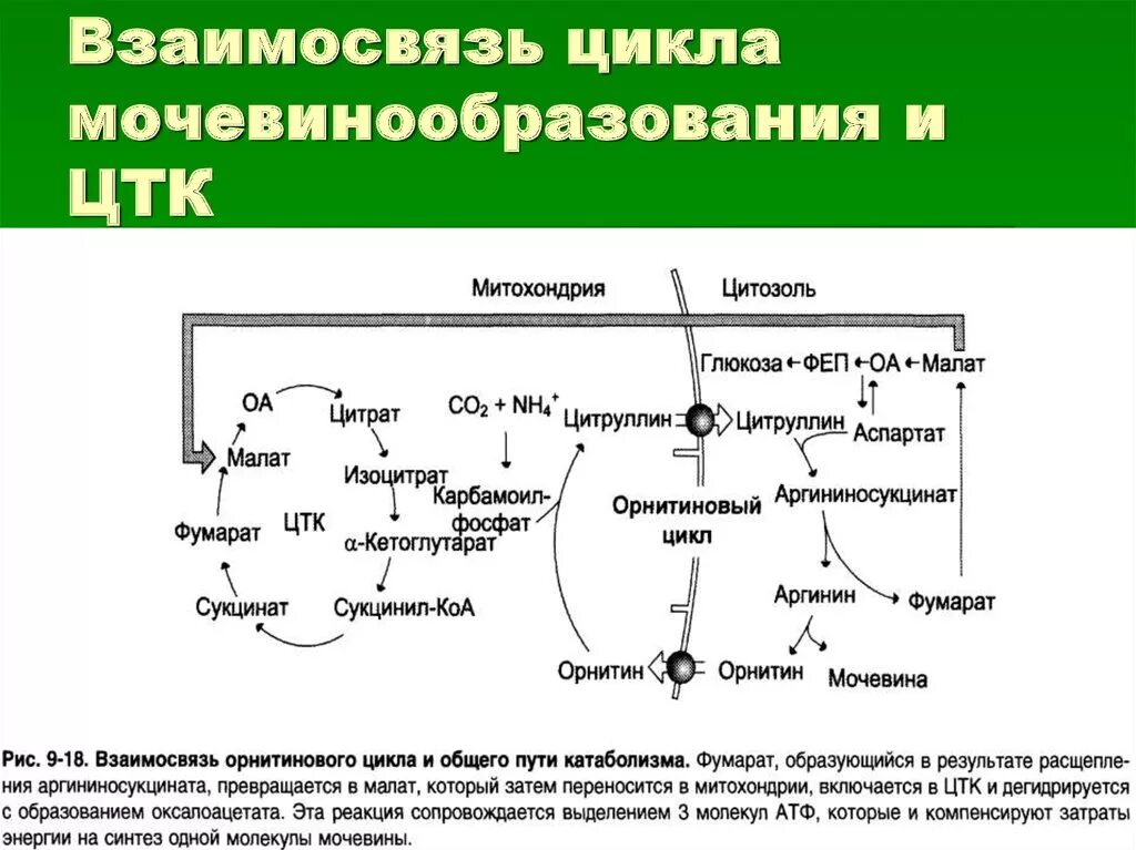 В результате реакций матричного синтеза синтезируются молекулы. Цикл трикарбоновых кислот ЦТК биохимия. Взаимосвязь реакций циклов мочевинообразования и ЦТК. Связь орнитинового цикла и ЦТК. Схема цикла мочевинообразования.