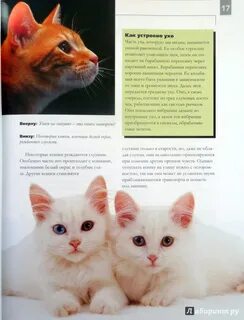 Как воспитывать кота