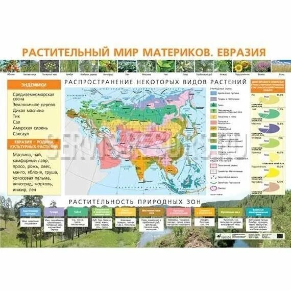 Природные зоны россии и материки. Растительный мир Евразии на карте. Растения на материке Евразия. Природные зоны материка Евразия 7 класс. Растительный мир Евразии 4 класс.