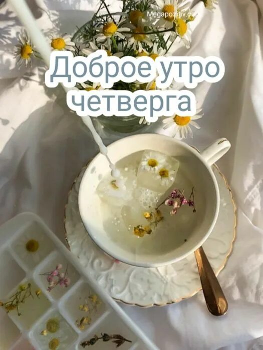 Утро четверга февраль. С добрым утром четверга прикольные. Доброе утро четверга прикольные. Доброе утро четверг смешные. Утро четверга прикольные.