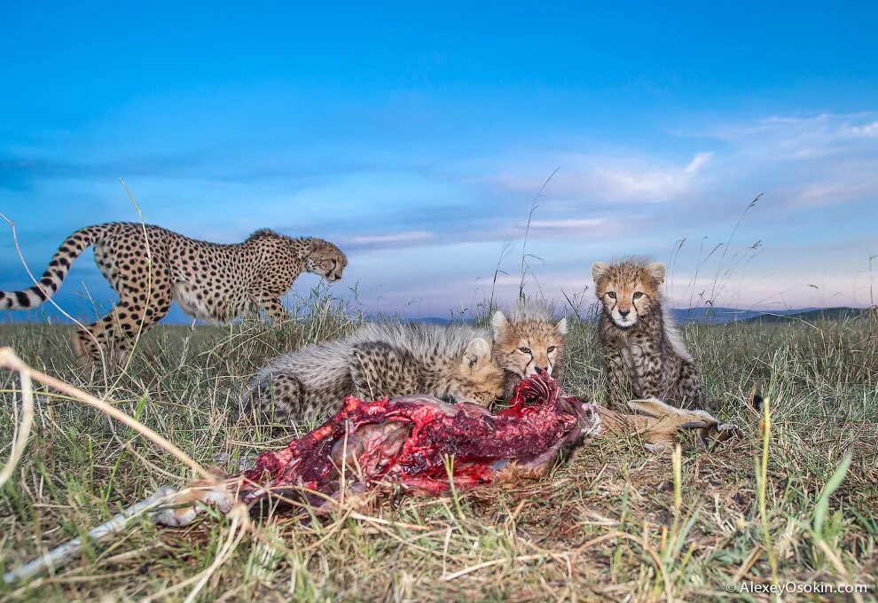 Травоядные плотоядные и всеядные животные. Национальный парк амбосели гепарды. Переднеазиатский леопард охотится. Расположение глаз у хищников и травоядных. Глаза хищника и травоядного.