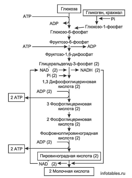 Схема гликолиза биохимия. Гликолиз схема процесса. Аэробный гликолиз схема с ферментами. Аэробный гликолиз схема. Аэробного расщепления