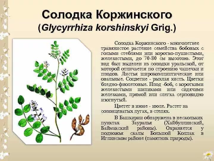 Солодка Коржинского - Glycyrrhiza korshinskyi. Солодка Коржинского красная книга Курганской области. Солодка Коржинского красная книга. Солодка Коржинского ГФ. Солодка описание