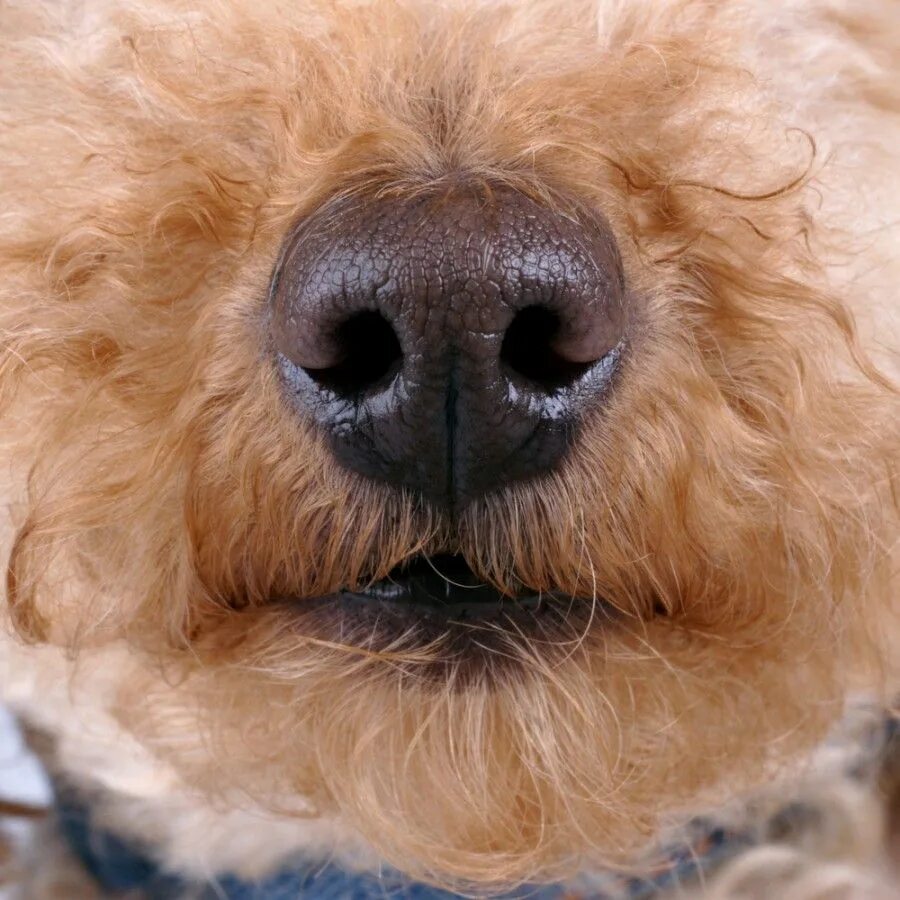 Нос пуделя. Нос собаки. Нос собаки крупным планом. Собачий нос крупным планом.