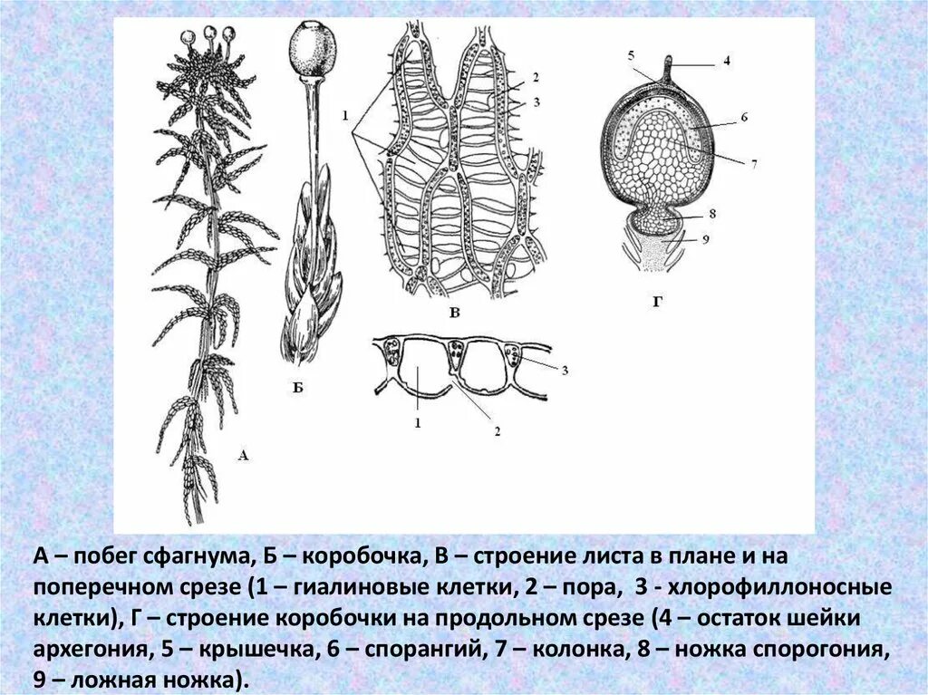 Ножка спорофита. Мох сфагнум строение. Строение мха сфагнума схема. Строение коробочки сфагнума. Сфагнум магелланский рисунок.