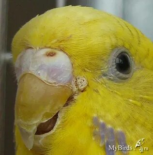 Клюв нарост