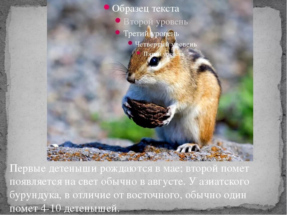 Бурундук окружающий мир 4 класс сообщение кратко. Интересные факты о бурундуке. бурундук презентация. азиатский бурундук презентация. интересный рассказ о бурундуке.