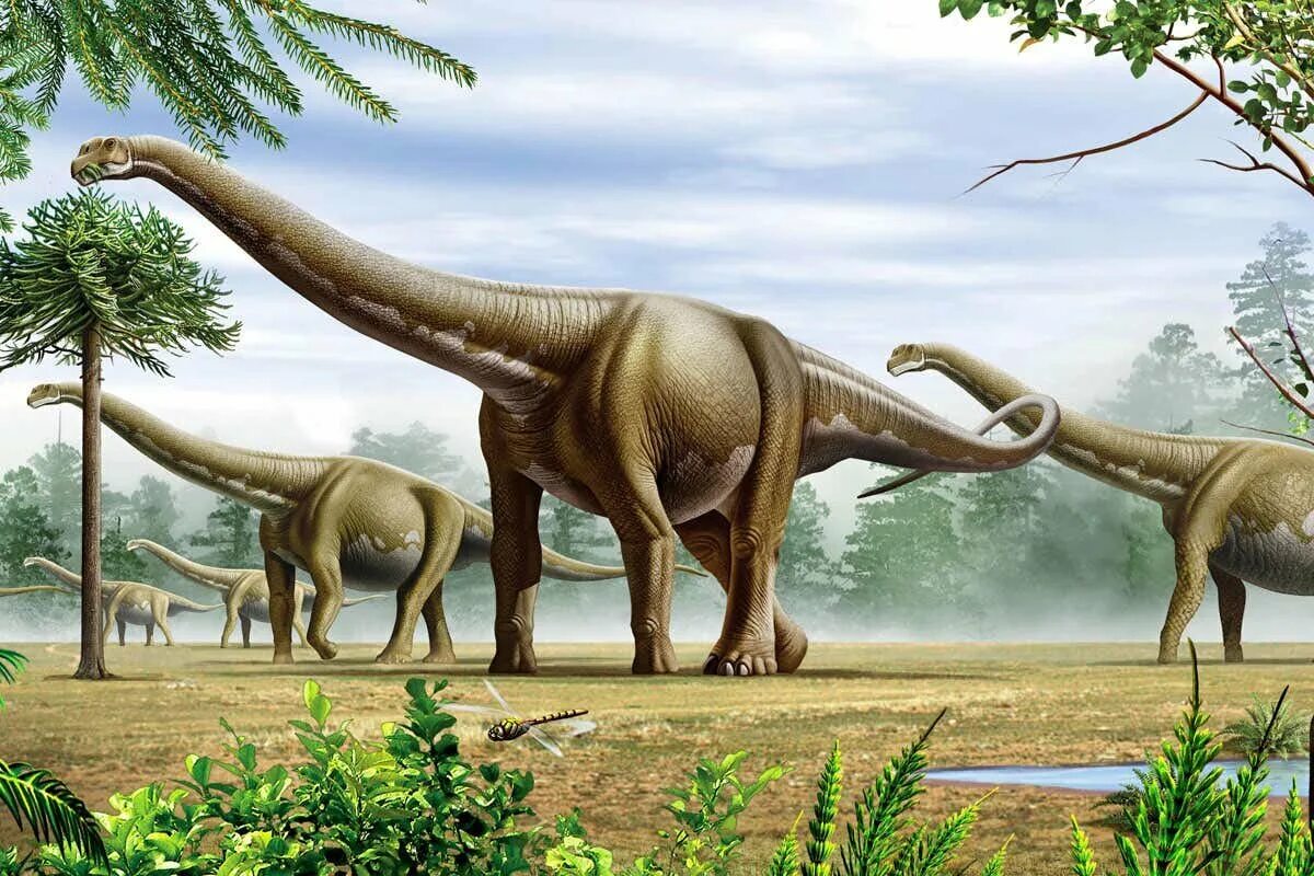 Есть большой динозавр. Диплодок аргентинозавр. argentinosaurus динозавр. зауропод амфицелия. самый большой динозавр брахиозавр.