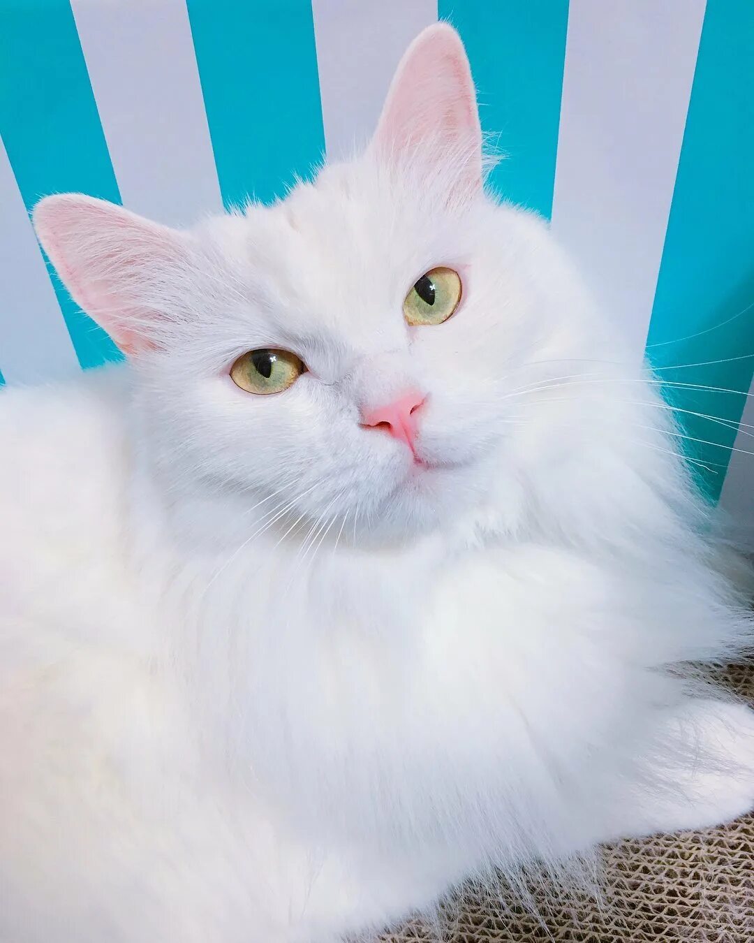 Как называется белая порода кошек. Турецкая ангора кошка. Турецкая ангорская кошка. Ангорская кошка турецкая ангора. Турецкая ангора белая.