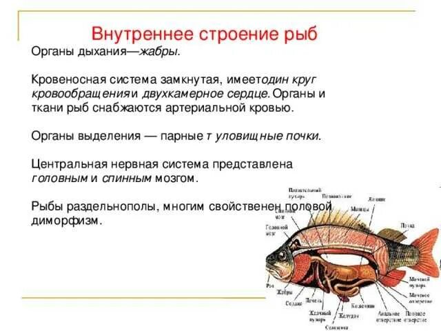 Основные особенности внешнего строения рыб. Особенности внутреннего строения рыб. конспект по биологии внутреннее строение рыб 7 класс. внутренние признаки рыб. внутреннее строение костных рыб таблица.
