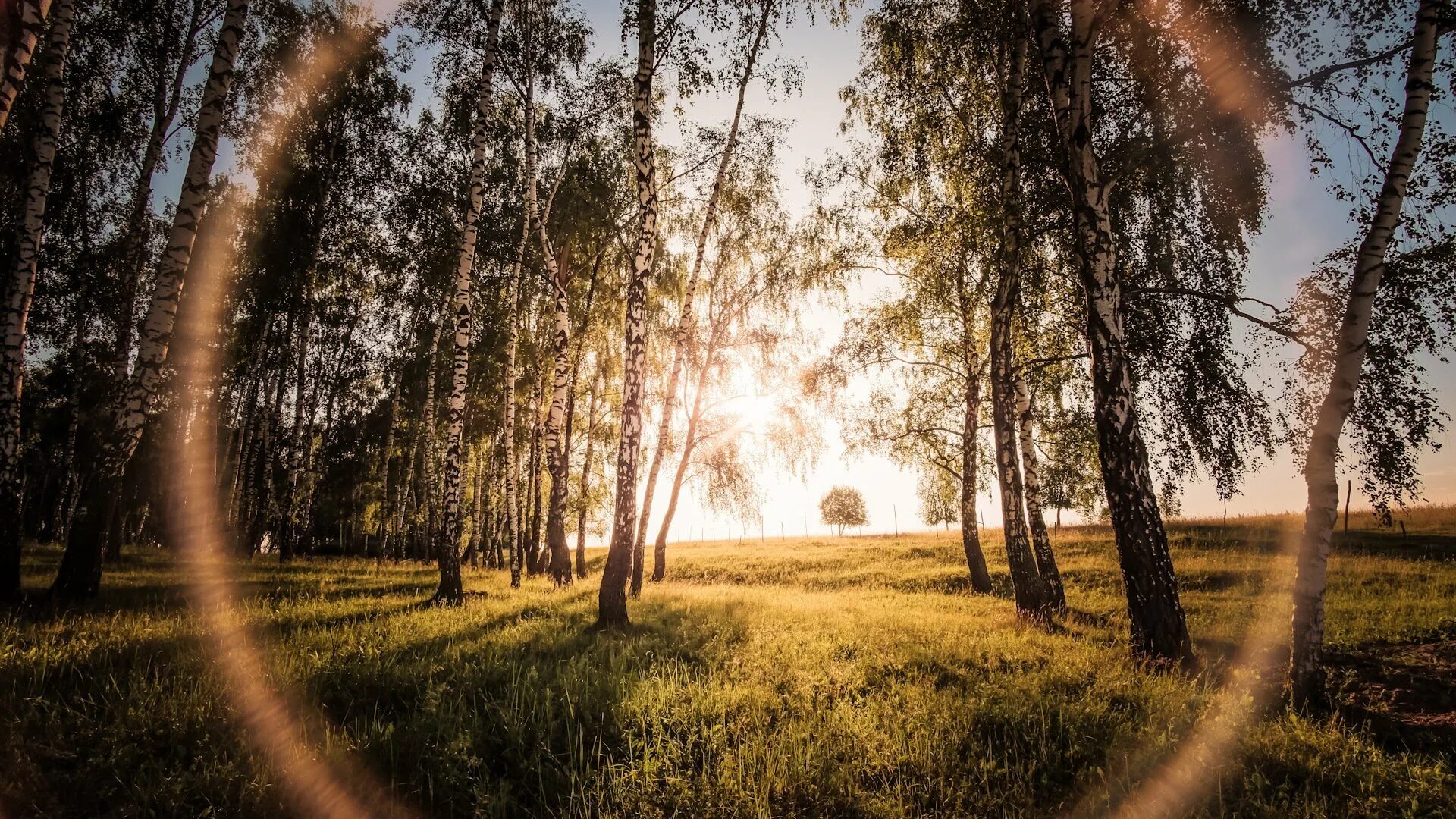 Березовая роща селигер. Солнце ярко освещало березовую рощу. Березовая роща в солнечных лучах. Рассвет в березовом лесу. Солнце ярко освещало березовую рощу.