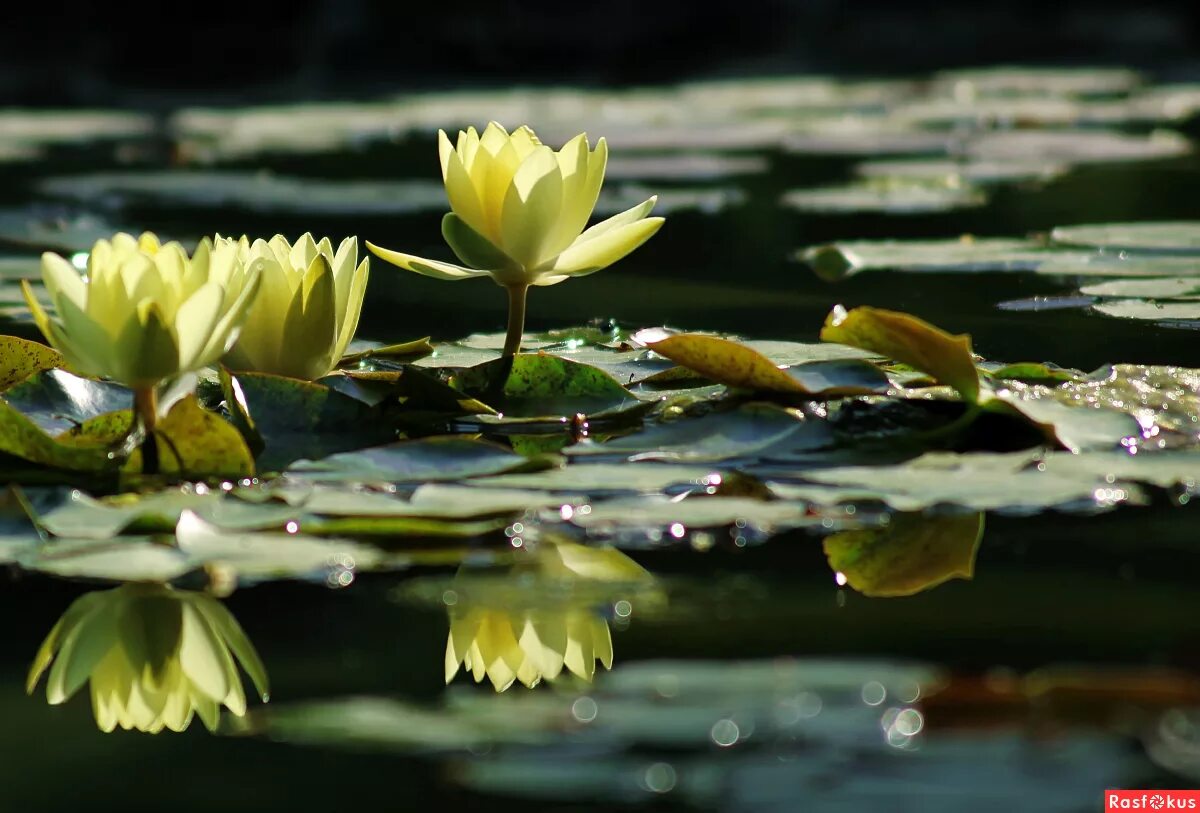 кувшинка желтая кубышка. кувшинка желтая. желтые кувшинки на воде. кувшинка желтая кубышка. нимфея желтая.