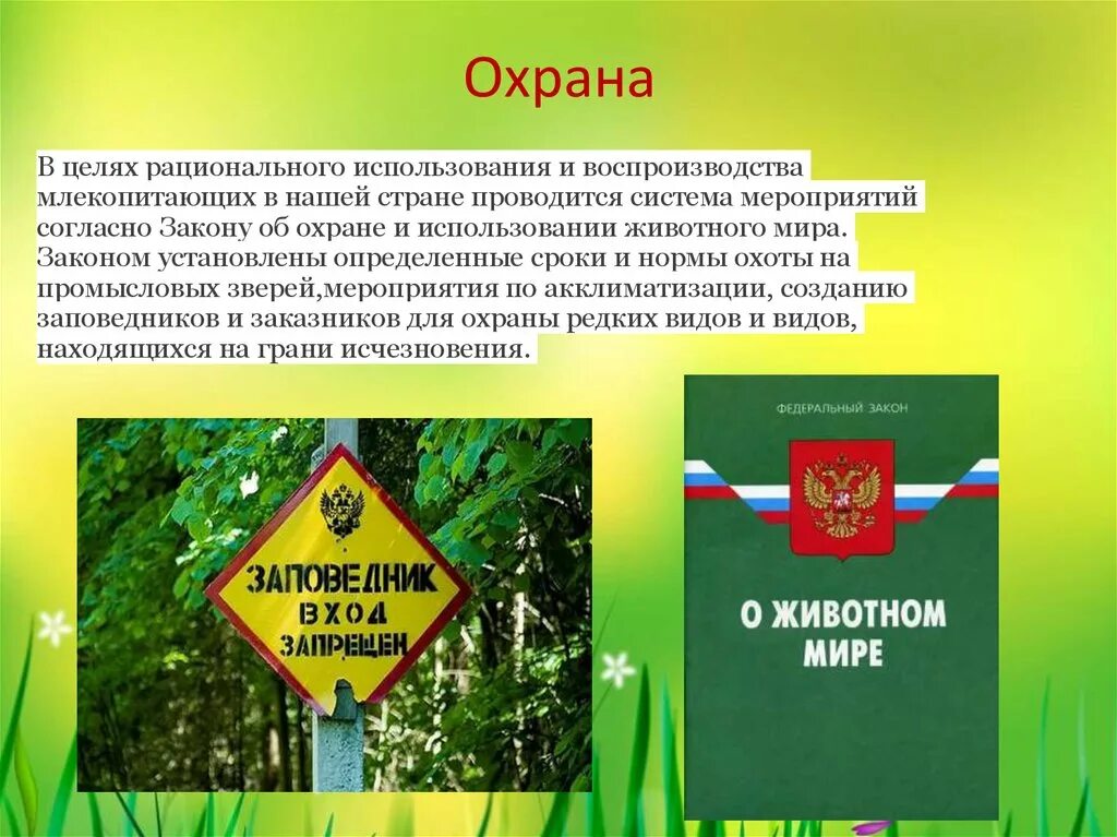 Информация об охране. Законы об охране животных.