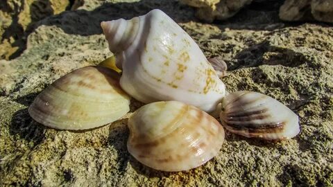 В черном море есть ракушки
