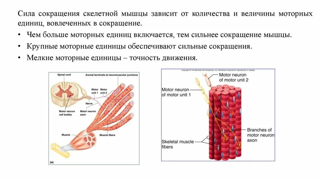 2 функции скелетных мышц. Сокращение скелетных мышц. двигательная единица скелетных мышц. вспомогательные элементы скелетной мышцы. параметры сокращения скелетных мышц.