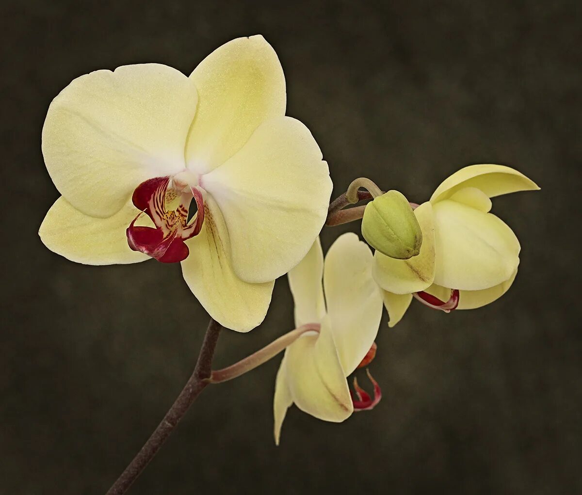 Фаленопсис yellow spotty. Фаленопсис манго. Орхидея манго. Орхидея манго. Тигровые орхидеи фаленопсис.