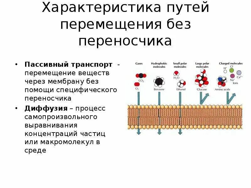 Диффузия с помощью переносчика. Диффузия с помощью переносчика