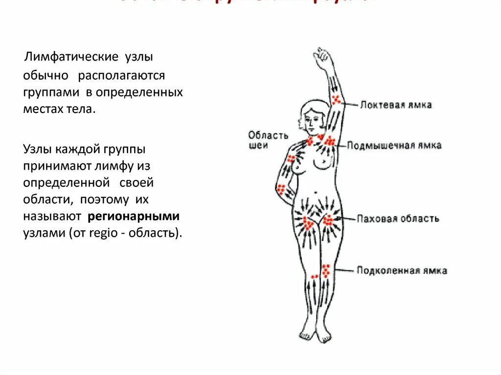 Таблица лимфоузлов. Регионарные лимфатические узлы схема. Схема расположения регионарных лимфоузлов. Где находятся лимфатические узлы у человека схема. Схема расположения лимфатических узлов на теле.