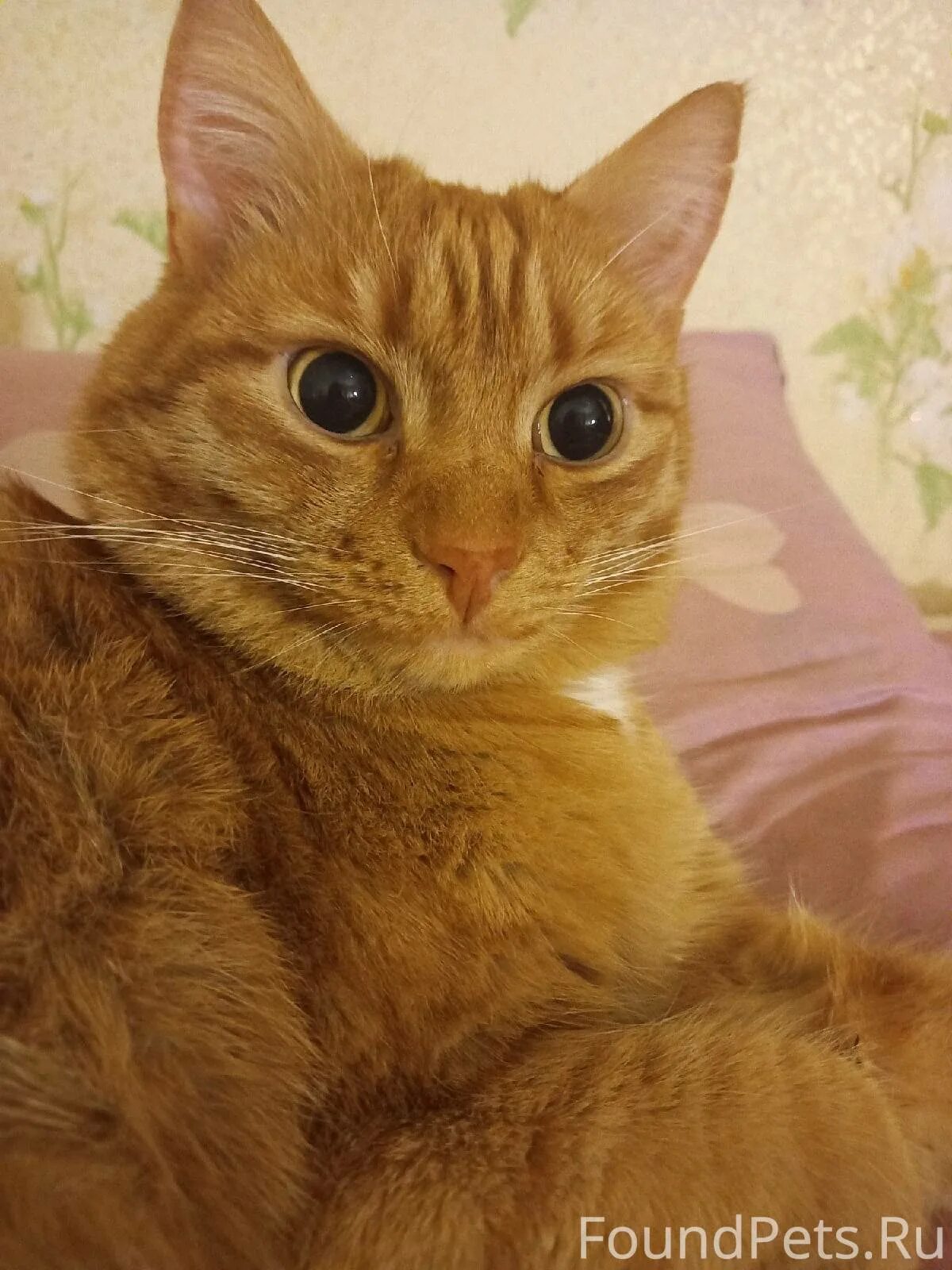 Кличка кузя. Картинки с надписью кузя. У меня живет котенок. Кличка кузя. Сибирская кошка серого окраса.