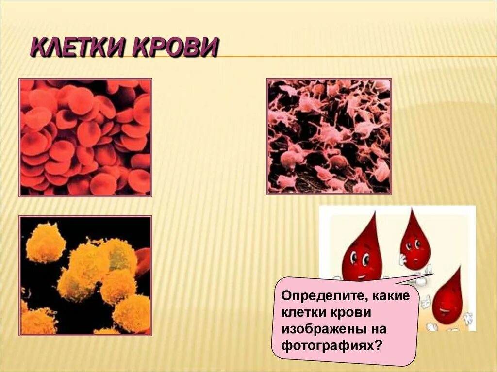 тромбоциты это белые кровяные клетки