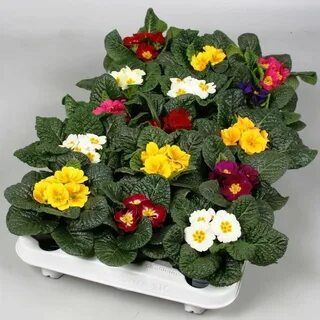 Примула уход
