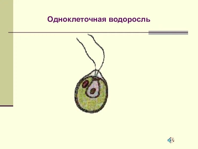 Хламидомонада является одноклеточной зеленой водорослью. Строение одноклеточных водорослей. схема строения одноклеточной водоросли. одна клетачная водрсоль. одноклеточные водоросли рисунок.