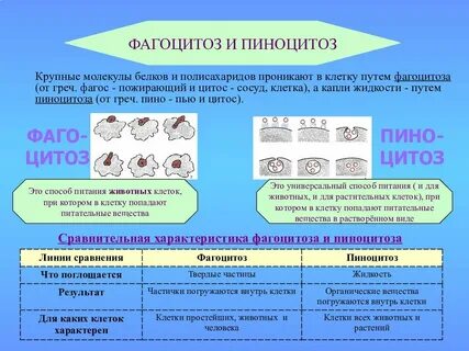 Какие клетки участвуют в процессах фагоцитоза