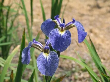 Етті письки бар арық қыздардың суреттері