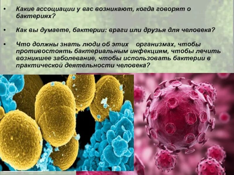 Проект по биологии бактерии. Интересная информация о бактериях. сообщение о бактериях. интересные факты о бактериях. бактерии презентация.