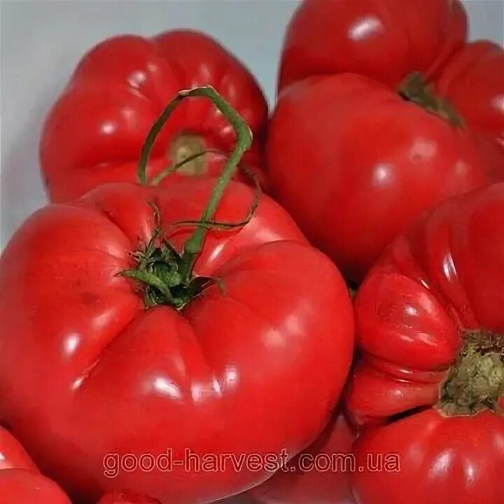 Томаты марганец. Томаты марганец