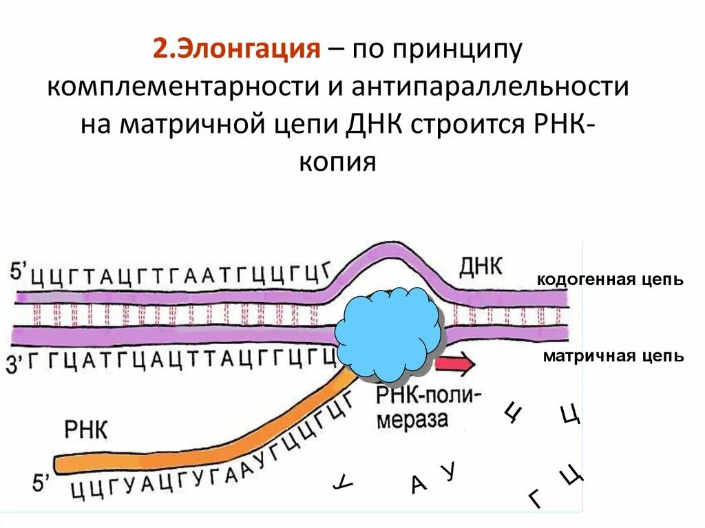 Днк штрих концы. Элонгация. Антипараллельность цепей ДНК. Элонгация РНК. Принцип антипараллельности РНК.