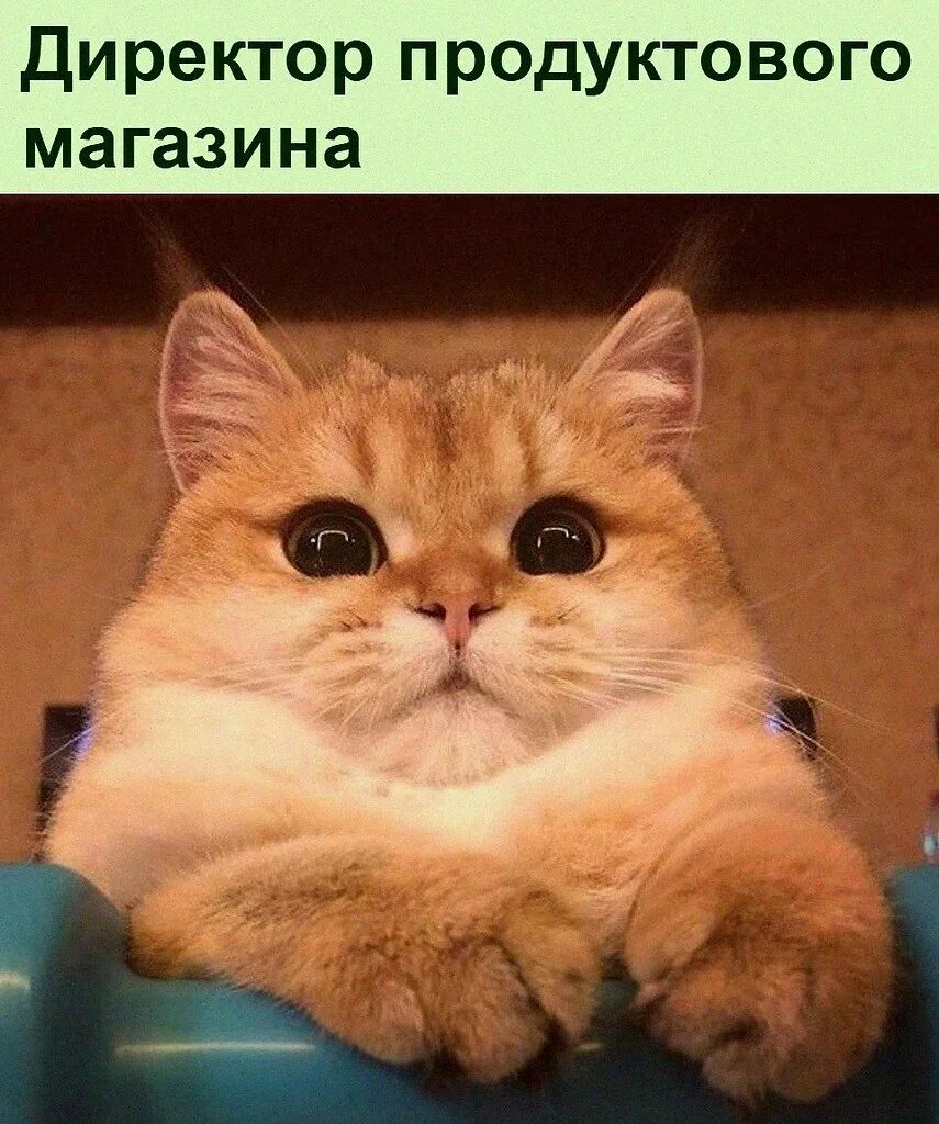 Мемы для окончания презентации. Оценочку или оценночку. Наклейки оценки с кошками. Оценочку картинка. Оценочку.