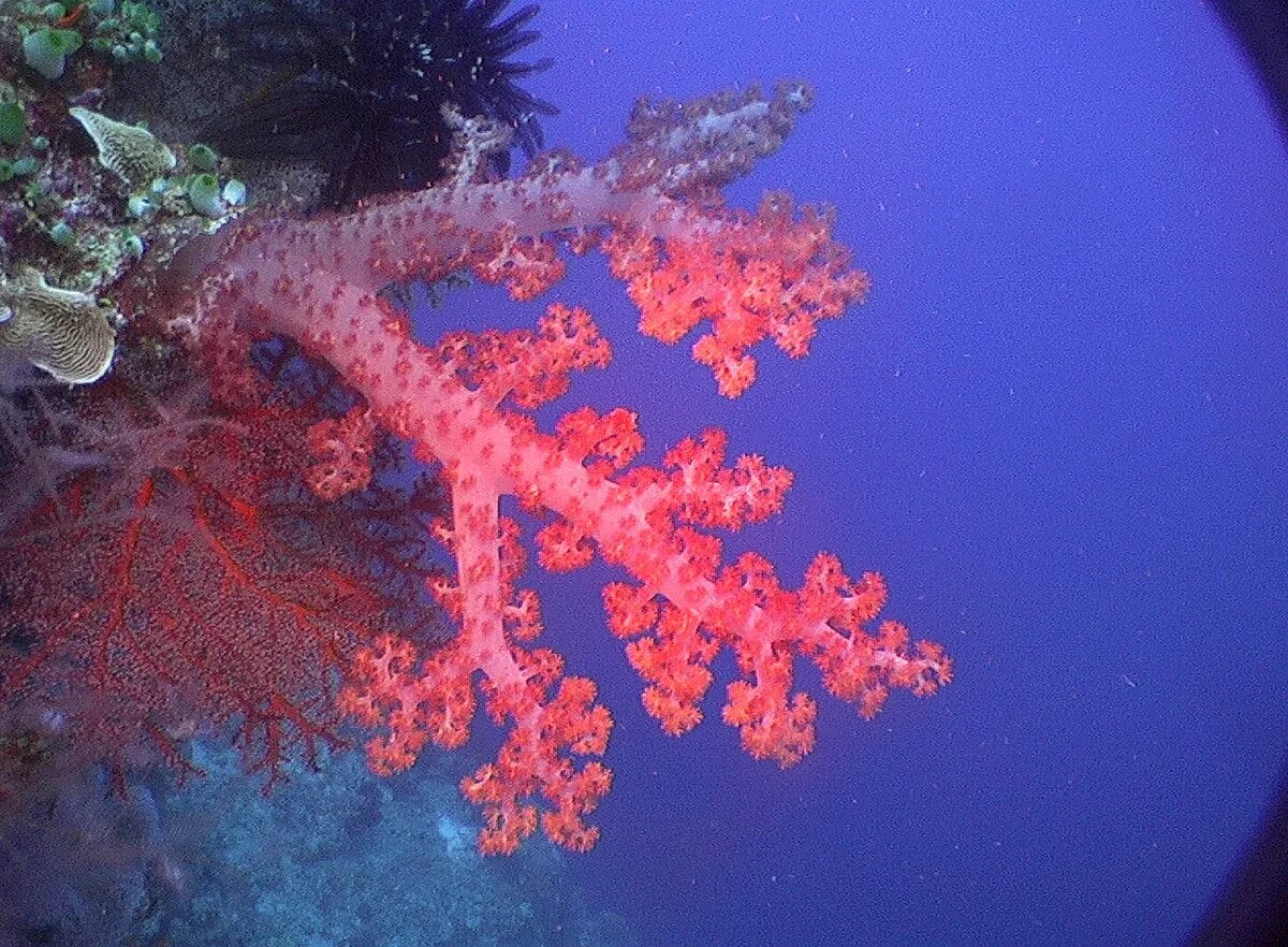 Coral цвет. Красный коралл Червоний Корал. Коралловая гаррупа. Розовый коралл. Бледно розовый коралл.