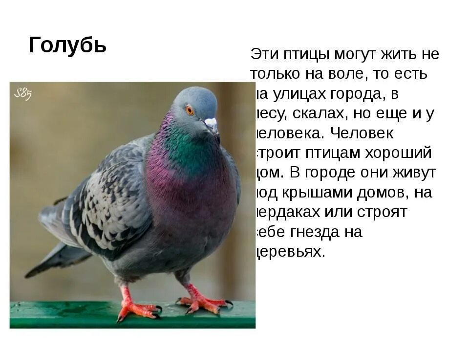 Историй про голубых