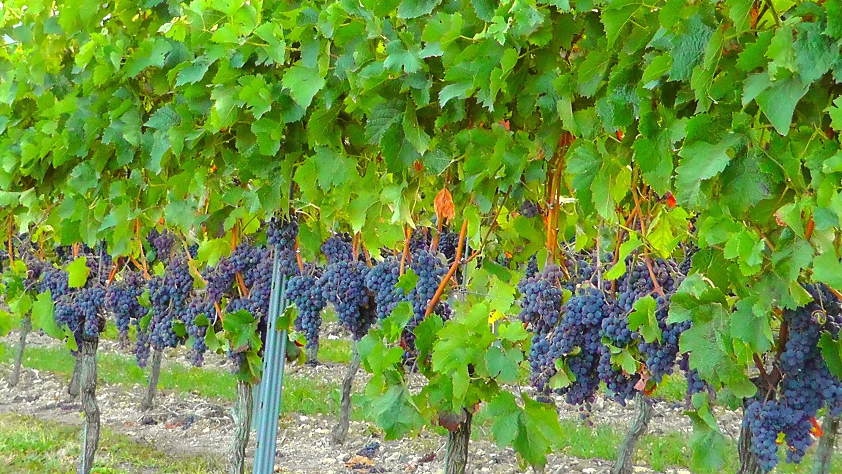 Виноградный сорт с французскими корнями. Виноградная лоза виноградник. Виноградная лоза в дереве. Виноград Турсунзаде.