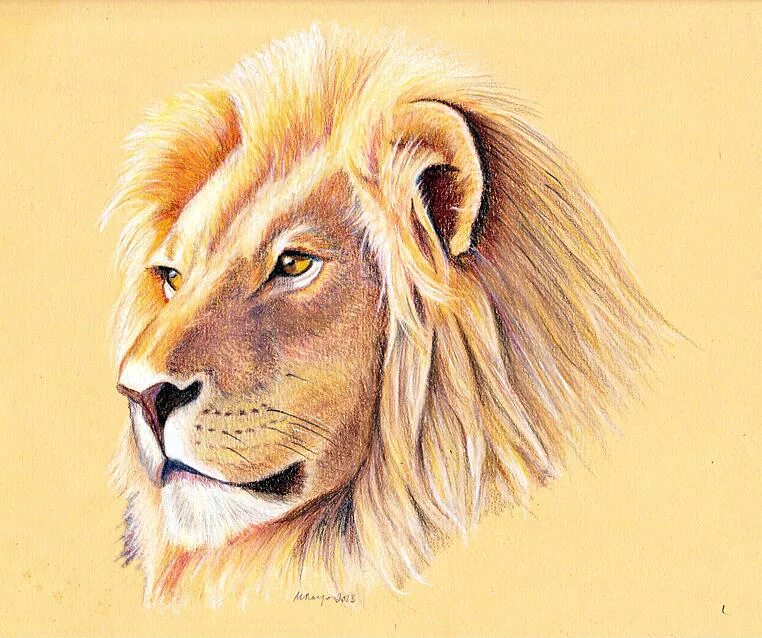 Лев цветными карандашами. Лев карандашом цветным. Голова льва карандашом цветной. Лев цветными карандашами. Лев цветными карандашами.