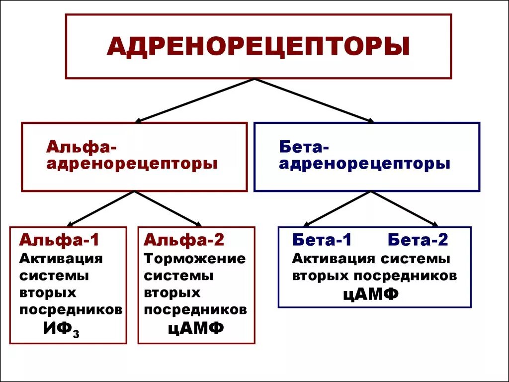 Альфа и бета адренорецепторы. Альфа 1 рецепторы локализация. Бета 2 адренорецепторы локализация. Альфа 2 адренорецепторы локализация. А2 адренорецепторы механизм.