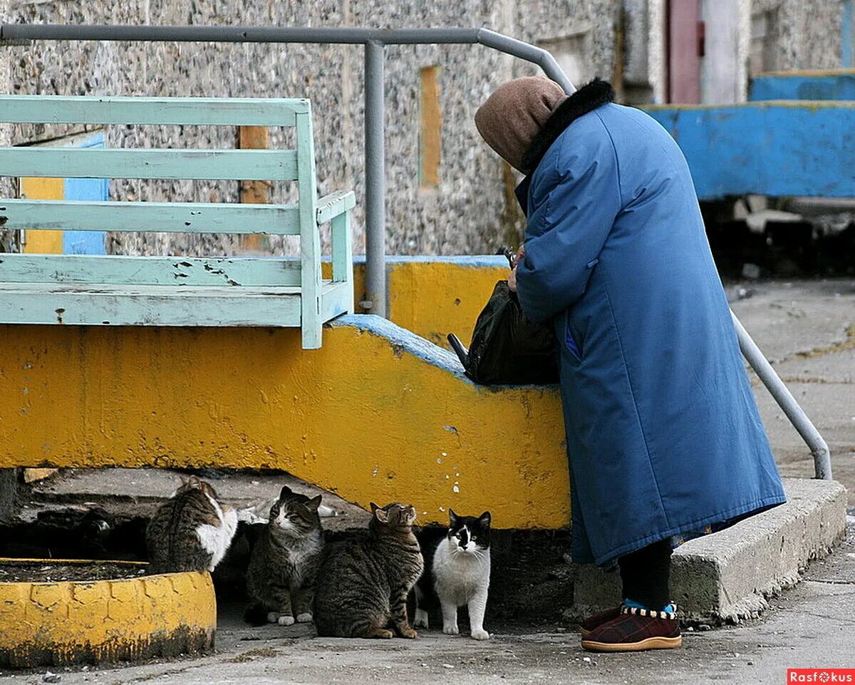 Женщина кормит кошек. Бездомные животные. Бездомные животные и человек. Кормить бездомных кошек. Бездомные кошки.