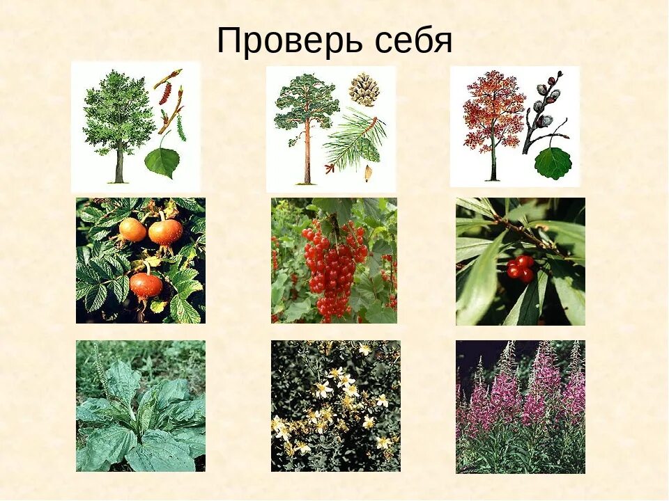 Плод кустарников и трав ответ. Лекарственные деревья и кустарники. травянистые растения деревья. растения деревья кустарники травы. название деревьев кустарников и трав.