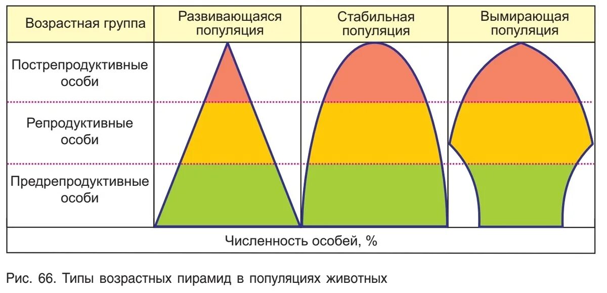 Практическая работа прогнозирование изменений возрастной структуры