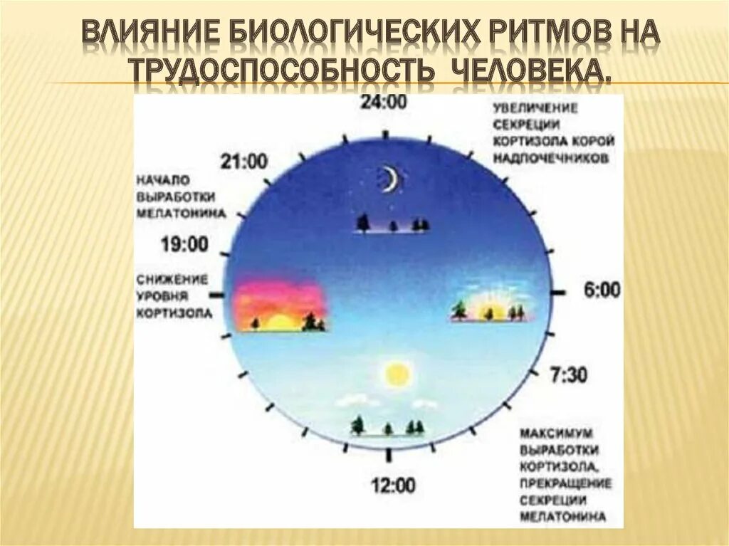 Биоритмы циркадные ритмы. Биологические часы мелатонин. Мелатонин часы выработки гормона. Суточный ритм секреции мелатонина. Увеличение продолжительности светового дня фактор среды