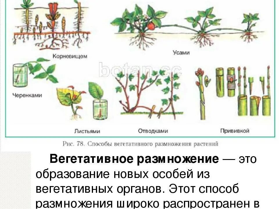 Рисунок размножение растений. Способы вегетативного размножения растений рисунки. Метод вегетативного размножения растений. Вегетативное размножение растений рисунок. Способы вегетативного размножения растений черенками.