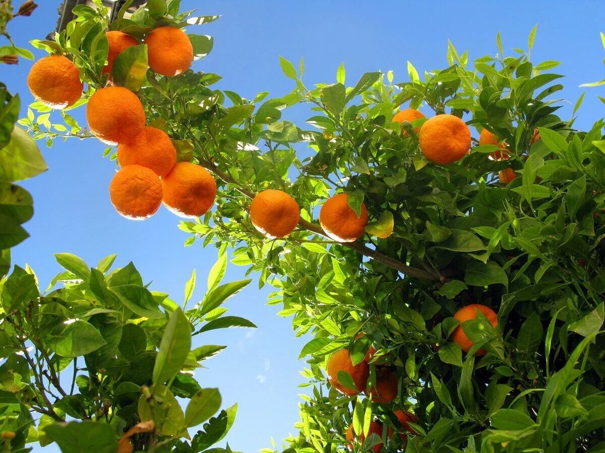 На дереве висят мандарины сначала. Померанец дерево. Мандарин дарахти. Апельсиновая роща в Кемере. Абхазия Мандариновая роща.