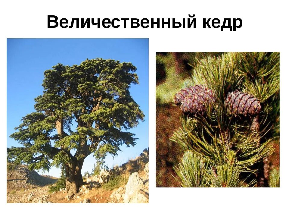 Царство растений кедр. Сибирский кедр. К цветковым растения относят сосну?. К каким группам относятся растения. Кедр это хвойное или лиственное.