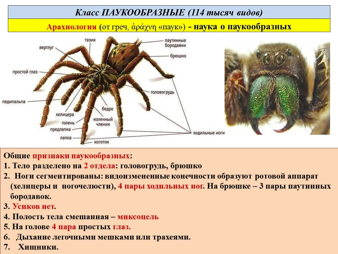 Биология 7 класс паукообразные клещи. Класс паукообразные.строение паука биология 7 класс. Тип Членистоногие класс паукообразные 7 класс. Класс паукообразные Тип головогрудь.