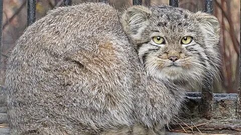 Котята манула в новосибирском зоопарке