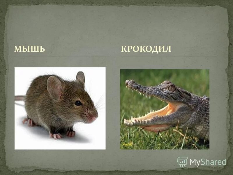 Крокодилы мышь. Мышиный крокодил. Австралийский узкорылый крокодил. Кайман крокодил. Аллигаторский хвост.